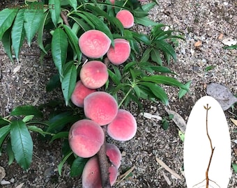 Árbol de durazno Indian Blood raro / Plántula de durazno de pulpa roja de variedad antigua / Planta de árbol frutal viva / Plántula de raíz desnuda para jardín doméstico