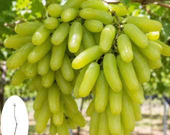 Vid Gold Finger / Uvas de mesa dulces y raras, planta viva de raíz desnuda