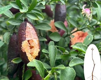 Plántula de lima dedo (rara) / Planta cítrica 'lima caviar', fruta gourmet (raíz desnuda)