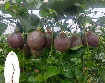 Planta viva de maracuyá Tainong n.° 1 / Plántula de fruta tropical dulce y de alto rendimiento