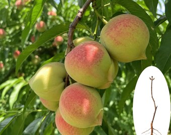 Eagle Beak Peach Tree | Grafted Chinese Heirloom Fruit | Sweet Crisp Self-Pollinating Live Plant