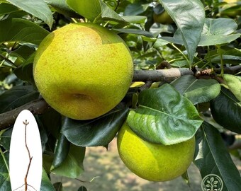 Árbol vivo de pera asiática Cuiguan, plántula de fruta de raíz desnuda, planta comestible dulce para paisajismo.