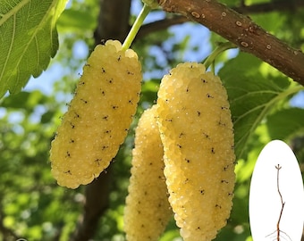 Plántula de morera dorada – Planta frutal dulce poco común, plántula de raíz desnuda