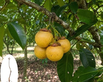 Planta viva de mangostán amarillo raro – Plántula de árbol frutal tropical Lemon Drop