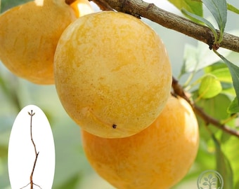 Plántula viva de ciruelo azucarero / Planta de raíz desnuda de ciruelo de miel ultra dulce