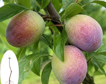 Dinosaur Egg Pluot Tree Seedling | Dapple Dandy Live Fruit Plant (Bare Root)