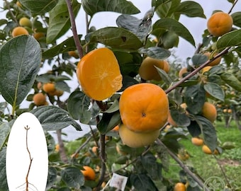 Árbol de caqui Taishu Sweet – Planta viva injertada a raíz desnuda para jardín doméstico