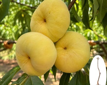 Árbol joven de melocotonero amarillo / Árbol frutal de Saturno plano y dulce, planta de huerto de raíz desnuda