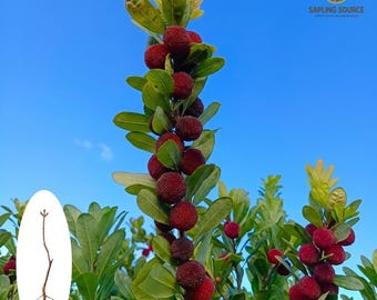 Plántula viva de mirto chino Dongkui – Árbol frutal gigante de yumberry dulce (Myrica rubra)
