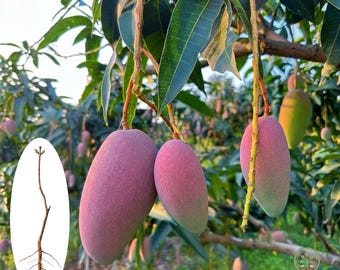 Plántula viva de mango Guifei / Planta exótica rara de fruta tropical roja (raíz desnuda)