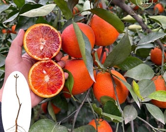 Árbol joven de naranja sanguina / Planta de cítricos a raíz desnuda / Jardín de iniciación de naranjas rojas dulces