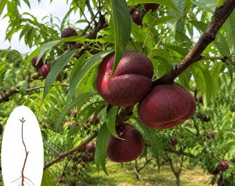 Plántula de melocotonero púrpura Rugao (variedad rara) / Planta frutal tradicional (raíz desnuda)