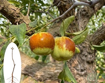 Plántula de azufaifo plano Panzao / Planta frutal de raíz desnuda para dátiles chinos dulces, resistente al frío