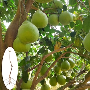 May include: A tree laden with large, green pomelos, some with a slightly yellow hue, hanging from branches. The image includes a close-up of a pomelo tree branch and root system. The leaves are a vibrant green.