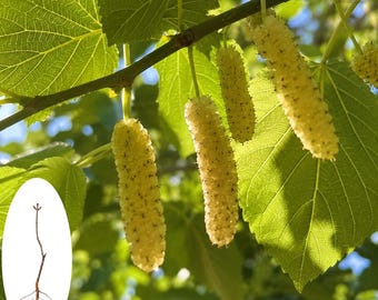 Plántula de morera dorada rara: planta frutal comestible de rápido crecimiento.