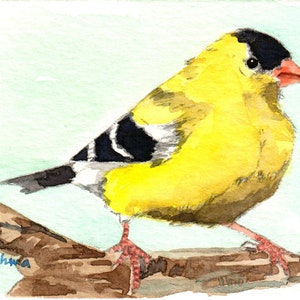 May include: Watercolor painting of a yellow bird with a black cap and wing markings, perched on a brown branch. The bird has a red beak and legs. The artist's signature is in the lower left corner.