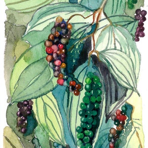 May include: Watercolour painting of pepper plants with green leaves and clusters of peppercorns in various colours, including green, red, and purple. The artwork is signed in the bottom left corner.