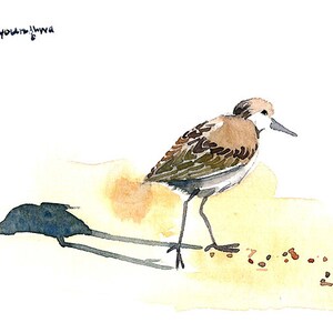 May include: Watercolor painting of a shorebird with brown, white, and black plumage, standing on a sandy surface. The bird casts a long shadow. The artist's signature is in the upper left corner.