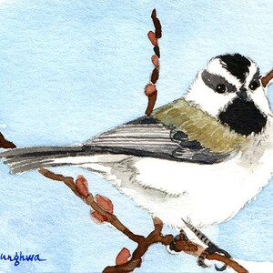 Peut inclure: Aquarelle d'un petit oiseau perché sur une branche avec des bourgeons. L'oiseau a une tête noire et blanche, un corps blanc et des ailes grises. Le fond est un lavis bleu clair.