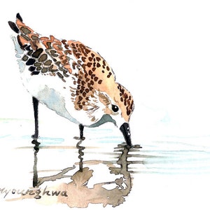 Peut inclure: Aquarelle d'un oiseau de rivage, représenté dans un style naturaliste. L'oiseau a un plumage tacheté brun et blanc, un long bec noir et se tient dans l'eau peu profonde. Le reflet de l'oiseau est visible dans l'eau. La signature de l'artiste est en bas à gauche.