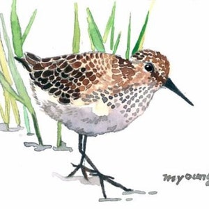 May include: Watercolor painting of a small bird with brown and white speckled feathers, a long black beak, and black legs. The bird is standing near green grass against a white background. The artist's signature is in the bottom right corner.