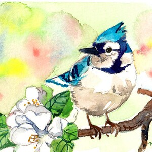 Peut inclure: Peinture à l'aquarelle d'un geai bleu perché sur une branche avec des fleurs blanches. L'oiseau a des plumes bleues, blanches et grises. L'arrière-plan présente des lavis d'aquarelle doux de vert, de jaune et de rose.