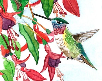 ACEO Limited Editions 2/25- Anna's in fushia, Hummingbird Art print of an ACEO original watercolor, Small gift idea for bird lover