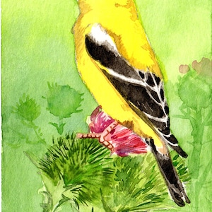 ACEO Limited Edition 2/25, Goldfinch and thistle in summer, Bird lovers, Gift for nature lovers, For her, Bird watercolor