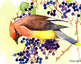 ACEO Limited Edition 9/25- Cedar waxwing with nannyberries, Bird print of ACEO original watercolor, Gift idea for bird lover