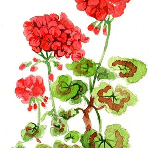 May include: Watercolour painting of red geranium flowers with green and brown leaves. The flowers are clustered in vibrant red blooms, and the leaves have a distinctive pattern. The artwork is signed in the bottom left corner.