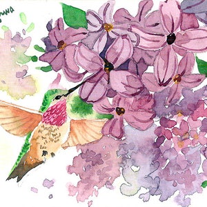 May include: Watercolor painting of a hummingbird with orange, green, and red plumage, hovering near a cluster of purple lilac flowers. The artwork has a soft, painterly style with delicate brushstrokes and a white background.