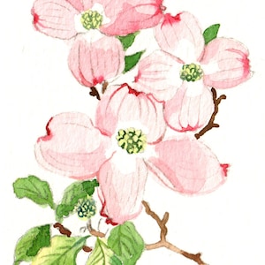 May include: Watercolor painting of dogwood blossoms. The flowers are a soft pink with green and yellow centers, set against a white background. Green leaves and brown branches complete the floral arrangement. The artist's signature is in the bottom right corner.