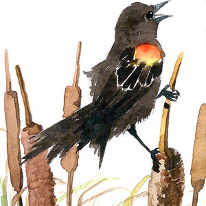 Peut inclure: Aquarelle d'un oiseau noir avec une tache rouge et jaune sur l'épaule, perché sur un roseau. L'oiseau chante, le bec ouvert. Le texte "wayourghwa" est dans le coin supérieur gauche.