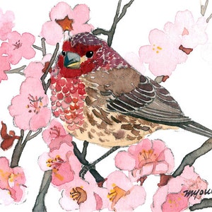 ACEO Edycja limitowana 8/25 - Wiosenna róża zięba, Wydruk artystyczny oryginalnego obrazu akwarelowego, Sztuka ptaka, Prezent na parapetówkę, Karta kolekcjonerska artysty