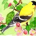 see more listings in the ACEO prints-birds section