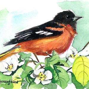 ACEO Limited Edition 5/25- Baltimore oriole in pear flowers, Bird art print of an ACEO original watercolor by Anna Lee, Small gift idea
