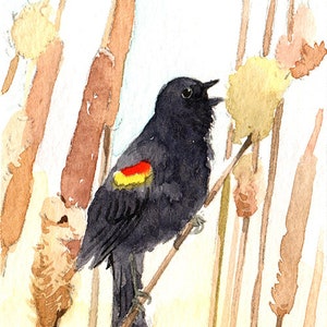 Peut inclure: Aquarelle d'un oiseau noir avec une tache rouge et jaune sur l'aile, perché sur une branche. L'oiseau chante, le bec ouvert. Des roseaux et des quenouilles sont en arrière-plan, peints dans des tons bruns et jaunes.