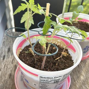 May include: A small tomato plant growing in a repurposed plastic yogurt container with a nutrition facts label. The plant is supported by a circular dark green wire trellis and a central wooden stake, with dark soil visible in the container.