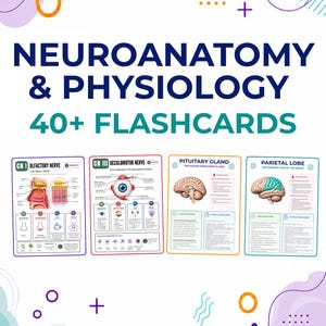 May include: A set of educational flashcards titled Neuroanatomy & Physiology 40+ Flashcards. The cards feature detailed diagrams and text for the Olfactory Nerve, Oculomotor Nerve, Pituitary Gland, and Parietal Lobe with colourful abstract shapes.