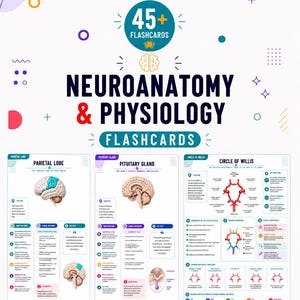 May include: A set of 45+ educational flashcards titled Neuroanatomy & Physiology. The cards feature detailed anatomical illustrations of the parietal lobe, pituitary gland, and circle of Willis, including text labels, clinical relevance, and key facts.