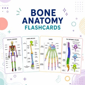 May include: Bone anatomy flashcards with detailed illustrations of the skeletal system, lower limb, hand, and vertebral column. The cards have colourful diagrams with labels, ideal for educational purposes. The background is white with colourful shapes.