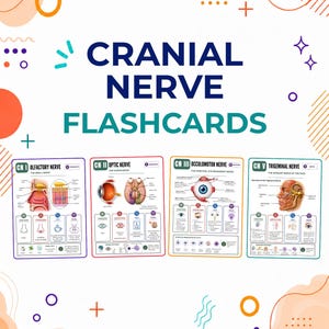 Könnte beinhalten: Ein Set aus vier Lernkarten mit der Aufschrift Cranial Nerve Flashcards, die detaillierte anatomische Diagramme und Texte zu den Riech-, Seh-, Augenbewegungs- und Drillingsnerven auf weißem Hintergrund mit bunten abstrakten Formen zeigen.