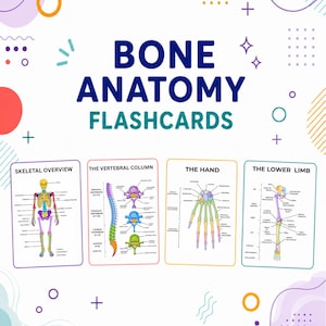 Könnte beinhalten: Ein Set aus vier Lernkarten mit der Aufschrift BONE ANATOMY FLASHCARDS. Die Karten zeigen farbige, beschriftete anatomische Diagramme des menschlichen Skeletts, der Wirbelsäule, der Hand und der unteren Gliedmaßen auf weißem Hintergrund.