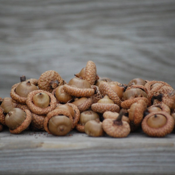 Acorns real acorns Winter wedding, woodland  wedding, hunting party decor, country, northwoods decorations craft, fall decoration