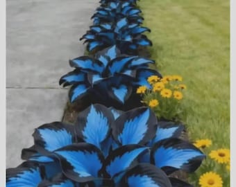 Hosta Bulbs for Planting, Shade Garden Foliage