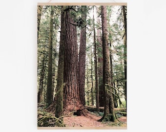 Oregon Forest Art.Wall Decor.Old Growth.Douglas Fir Tree.Photo Print..Pacific Northwest.Oregon.Rain Forest.SEVERAL SIZES