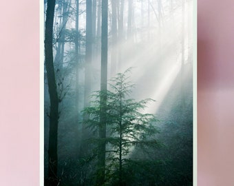 Tree Art.Forest Park. Portland.Sun rays.Oregon.mist.fog.Wall Decor.Hiking.SEVERAL SIZES