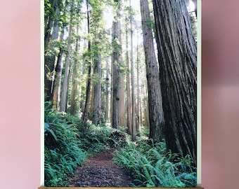 Redwoods Forest Art Print. California.Wall Decor.Trail.Pacific Northwest.Rain Forest.Trees.Hiking. SEVERAL SIZES