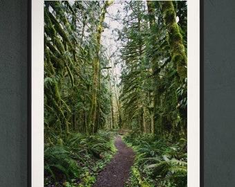 Forest Trail Art Print.Oregon.Moss.Ferns.Sandy River Forest.Trees.Pacific Northwest.Fine Art Photography.SEVERAL SIZES