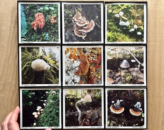 Mushroom Fungi Art.9 STYLES.4x4" Framed Prints. Oregon. Washington. Forest. Lichen.Wall Decor.SMALL ART